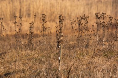 Hen harrier - Çayır üzerindeki sirk siyaneus