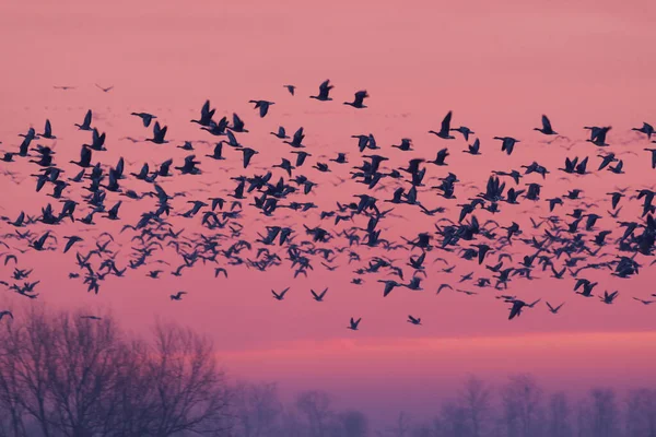 Flying Birds Winter Lake Sunrise — Stock Photo, Image