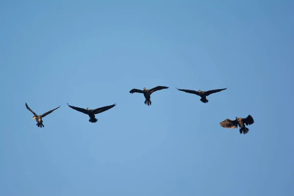 Gran Cormorán Phalacrocorax Carbo Volando Cielo — Foto de Stock