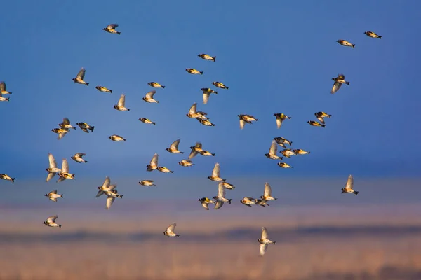 European Goldfinch Carduelis Carduelis Flying Sky — Stock Photo, Image