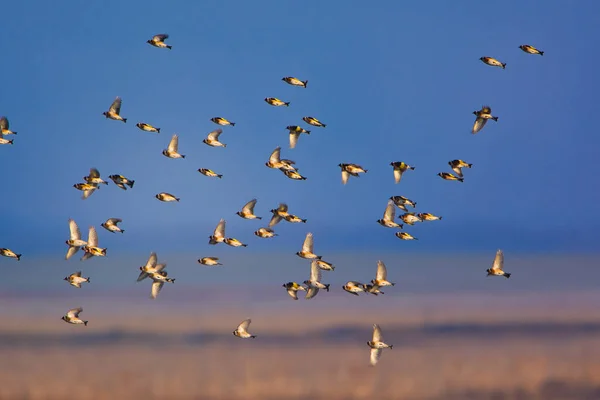 Európai Aranypinty Carduelis Carduelis Repül Égen — Stock Fotó