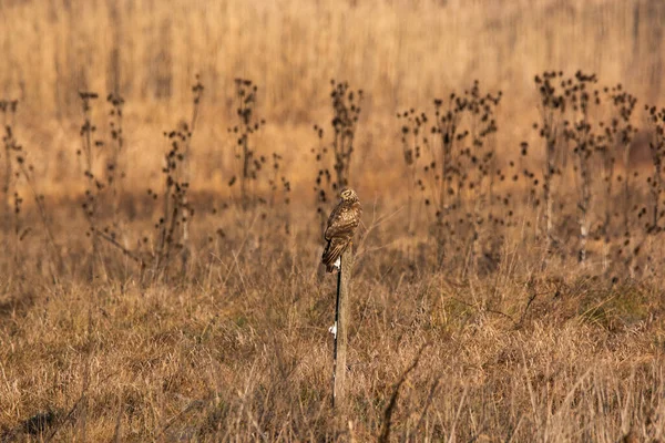 Hen Harrier Circus Cyaneus Weide — Stockfoto