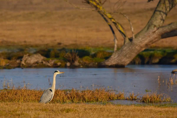 Garça Cinzenta Ardea Cinerea Perto Lagoa — Fotografia de Stock