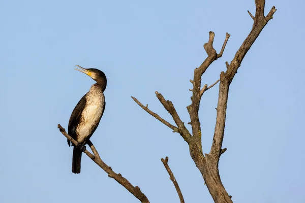 Kormoran Phalacrocorax Carbo Auf Dem Baum — Stockfoto