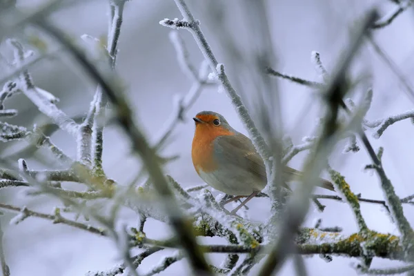Robin Europeu Erithacus Rubecula Ramo Das Árvores Inverno — Fotografia de Stock