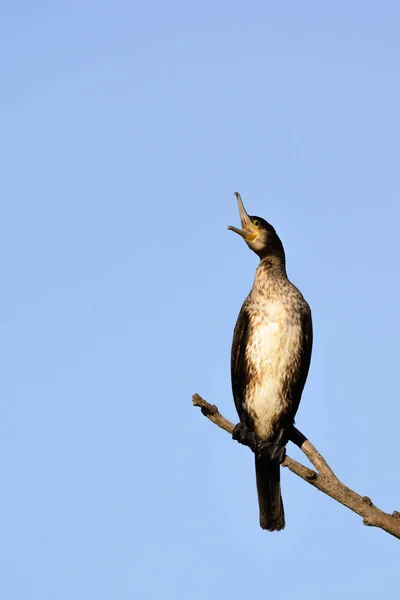 Grand Cormoran Phalacrocorax Carbo Sur Arbre — Photo