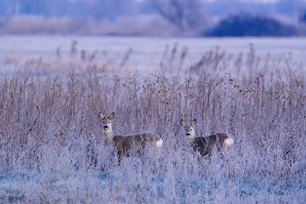 Chevreuil Europe Capreolus Capreolus Dans Prairie Hiver — Photo