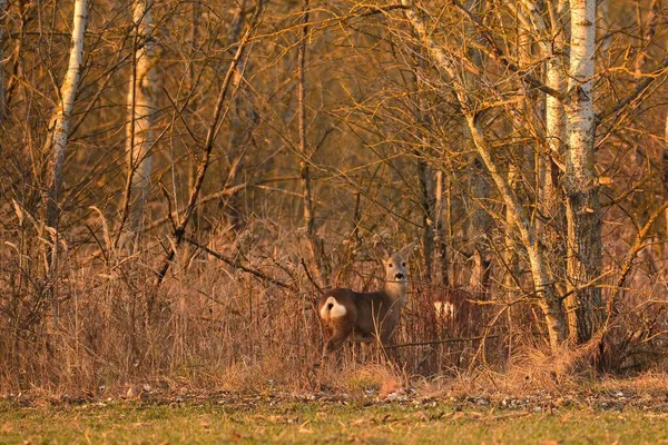 Коровы Зимнем Лесу — стоковое фото