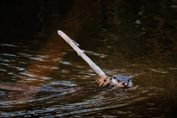 European Otter Lutra Lutra Water — Stock Photo, Image