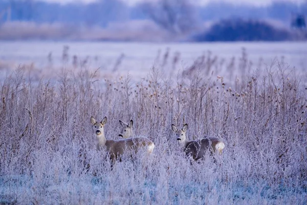 Chevreuil Europe Capreolus Capreolus Dans Prairie Hiver — Photo