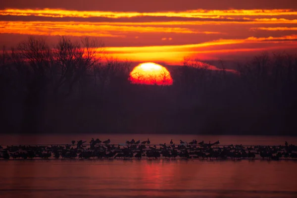 Zwerm Vogels Het Wintermeer Bij Zonsopgang — Stockfoto