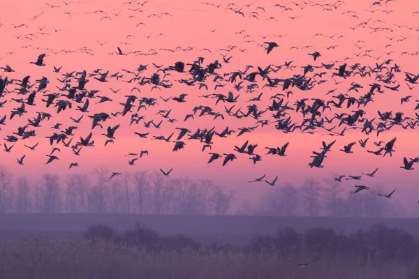 日出时分飞鸟飞越冬季湖面 — 图库照片