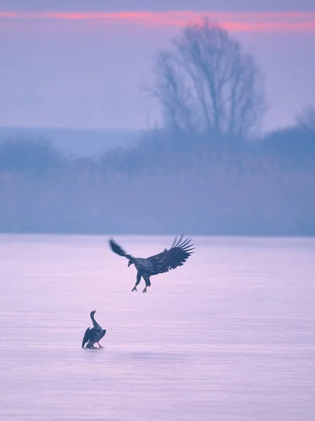 Witstaartarend Haliaeetus Albicilla Aanval Grote Witstaartgans Anser Albifrons — Stockfoto