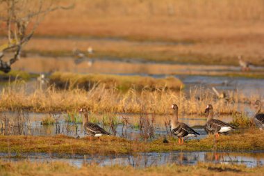 Daha büyük beyaz önlü kaz - Çayırdaki Anser albifronlar