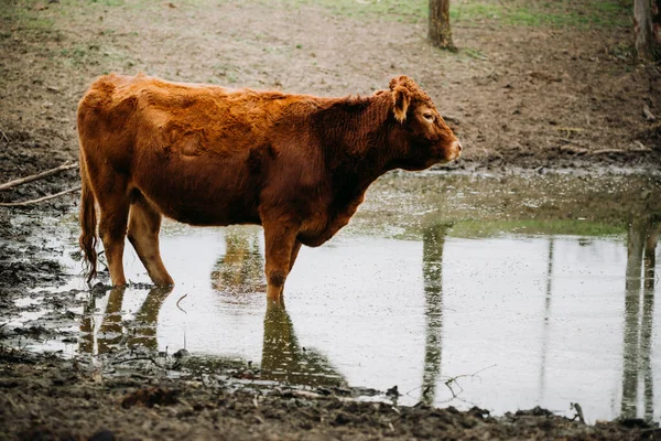 Brown Limousin Cattle Корова Пасовищі — стокове фото