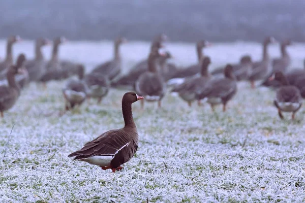 Grote Witte Gans Anser Albifrons Een Winterweide — Stockfoto