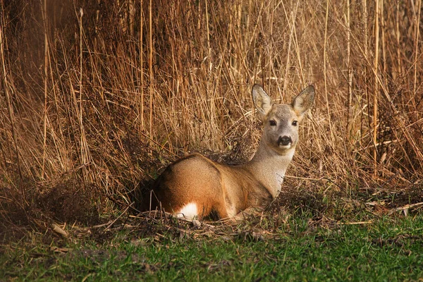 Roe Deer Capreolus Capreolus Meadow — Stock Photo, Image