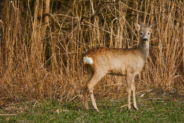 Roe Deer Capreolus Capreolus Meadow — Stock Photo, Image