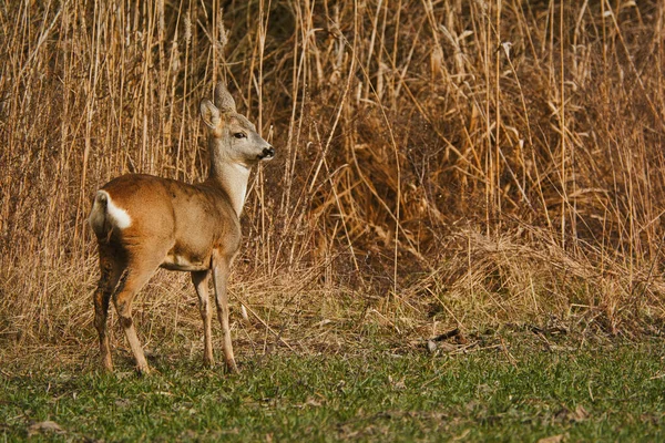 Chevreuil Capreolus Capreolus Sur Une Prairie — Photo