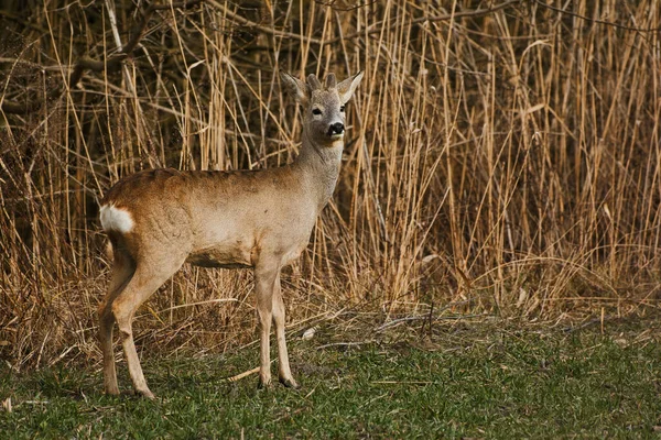 Rådjur Capreolus Capreolus Äng — Stockfoto