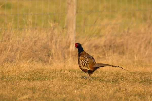 Ringneck Pheasant Phasianus Colchicus Male Meadow — Stock Photo, Image