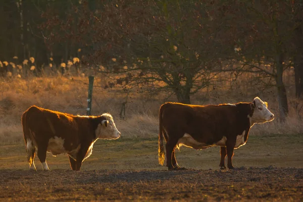Zwei Kühe Auf Der Weide — Stockfoto