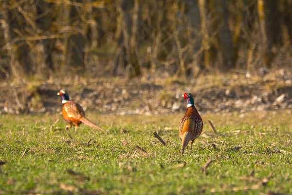 Ringneck Pheasant (Phasianus colchicus) male on meadow — Stock Image Ringneck Pheasant Phasianus Colchicus Male Meadow Royalty Free Stock Images