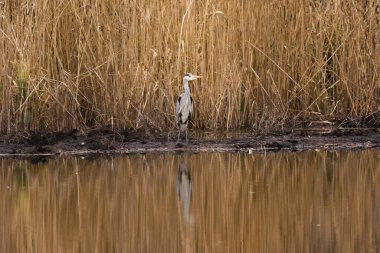 Gri balıkçıl - suyun kenarında duran ardea cinerea