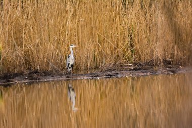 Gri balıkçıl - suyun kenarında duran ardea cinerea