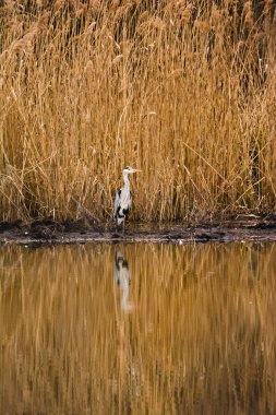Gri balıkçıl - suyun kenarında duran ardea cinerea