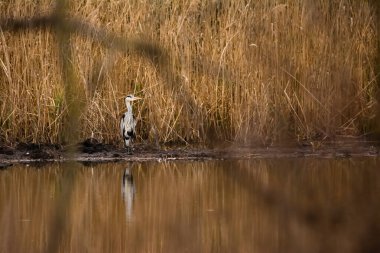 Gri balıkçıl - suyun kenarında duran ardea cinerea