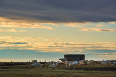 Çayırdaki inekler dramatik bir gökyüzüyle