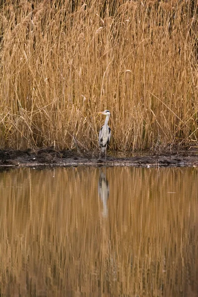 灰色のサギ 水の端に立っているArdea Cinerea — ストック写真