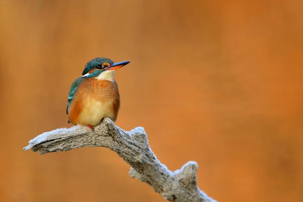 Ortak Kingfisher Alcedo Ağaç Dalında Oturuyor — Stok fotoğraf