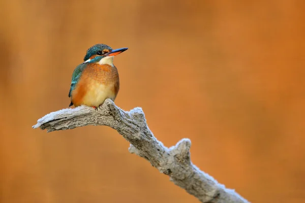 Common Kingfisher Alcedo Atthis Sitting Tree Branch — Stock Photo, Image