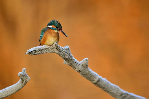 Common Kingfisher Alcedo Atthis Sitting Tree Branch — Stock Photo, Image