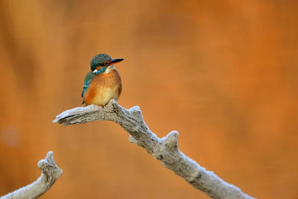 Gewone Ijsvogel Alcedo Atthis Zittend Een Boomtak — Stockfoto