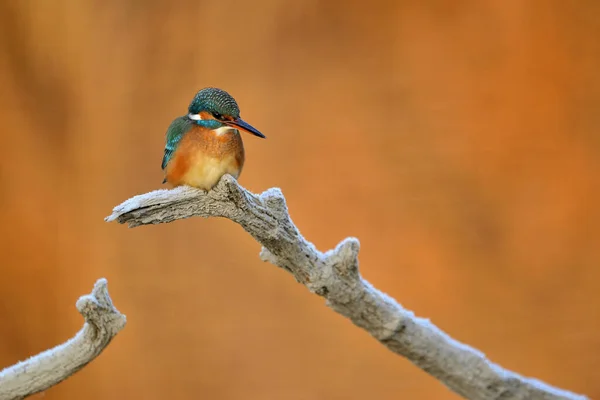 Common Kingfisher Alcedo Atthis Sitting Tree Branch — Stock Photo, Image