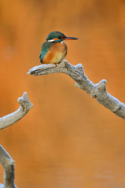 Common Kingfisher Alcedo Atthis Sitting Tree Branch — Stock Photo, Image