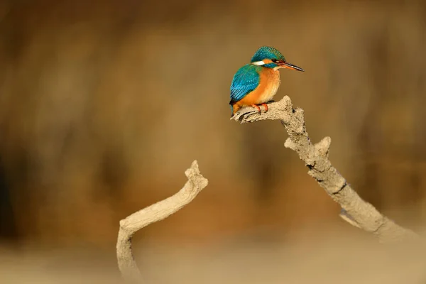 Martin Pêcheur Commun Alcedo Atthis Assis Sur Une Branche Arbre — Photo