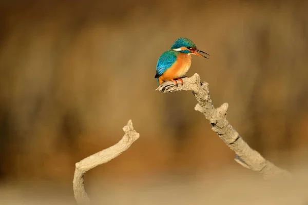 Közös Kingfisher Alcedo Atthis Egy Faágon — Stock Fotó