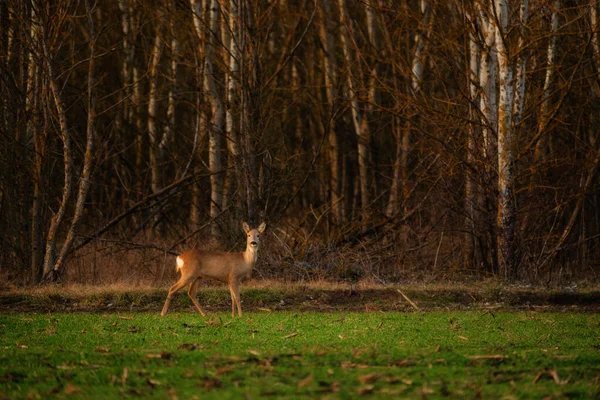 Roe Geyiği Capreolus Capreolus Bir Çayır Üzerinde — Stok fotoğraf