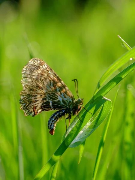 Close Photo Butterfly Grass — Stock Photo, Image