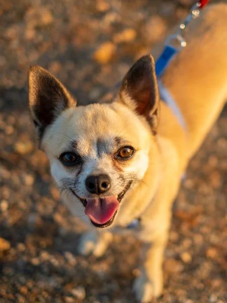 Piccolo Simpatico Ritratto Cane Chihuahua — Foto Stock
