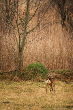 Roe deer - Capreolus capreolus on the field