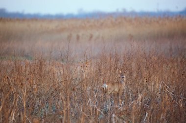 Avrupa yumurtası geyiği - Capreolus capreolus sabah sahasında