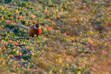 Male Pheasant bird on the meadow clipart