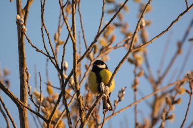 Great tit - Parus major on the tree branch