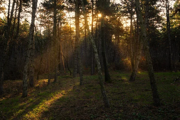 Beautiful Moody Forest Warm Soft Lights Sun Rays — Stock Photo, Image