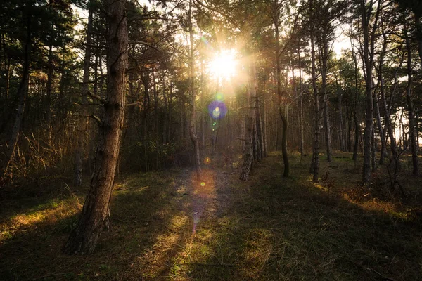Gyönyörű Hangulatos Erdő Meleg Lágy Fények Napsugarak — Stock Fotó